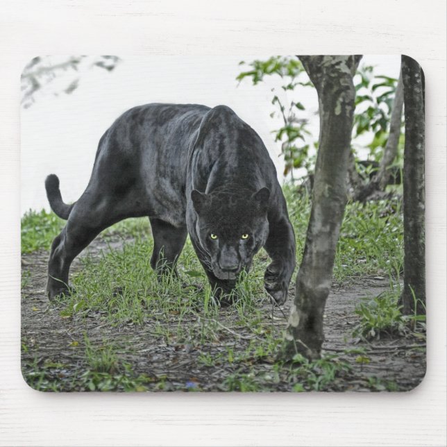 Black Jaguar Stalking Mousepad (Front)