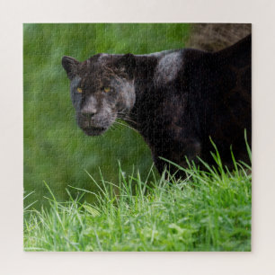 Black Jaguar That Owns the Light Jigsaw Puzzle