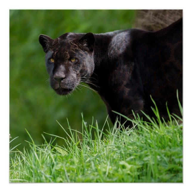 Black Jaguar That Owns the Light Poster (Front)