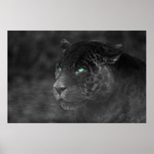 Black Jaguars Emerald Gaze Poster