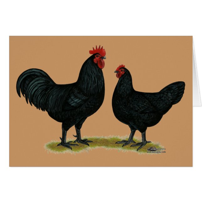 Black Java Chickens (Front Horizontal)
