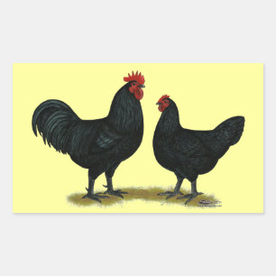 Black Java Chickens Rectangular Sticker