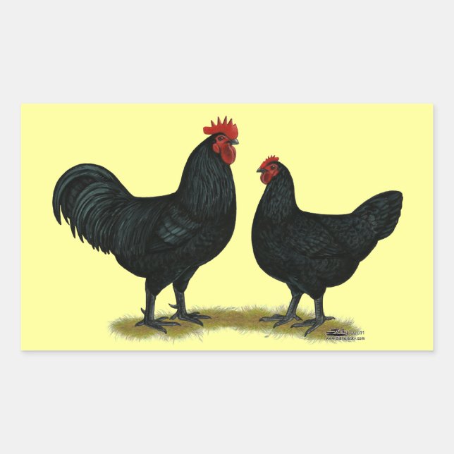 Black Java Chickens Rectangular Sticker (Front)