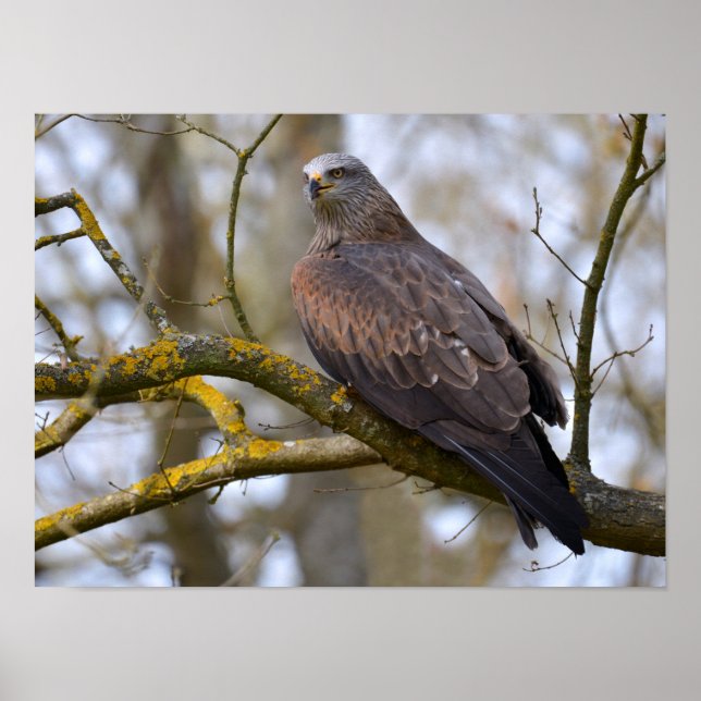 Black Kite on branch tree Poster (Front)