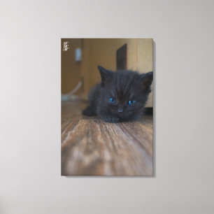 Black Kitten Canvas Print