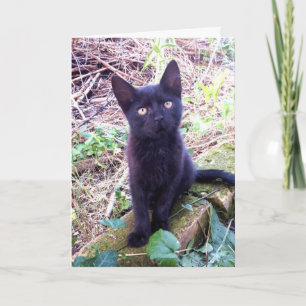 Black Kitten Card