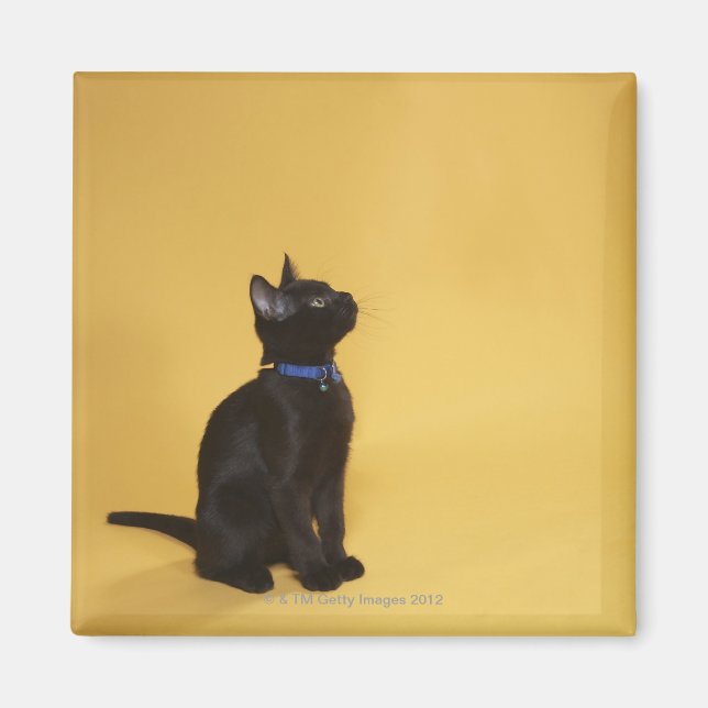 Black kitten in collar magnet (Front)