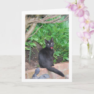 Black Kitten on Wall Card