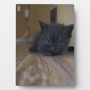 Black Kitten Plaque