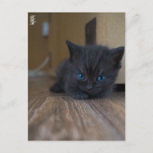Black Kitten Postcard