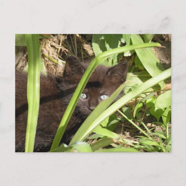 Black kitten  postcard (Front)