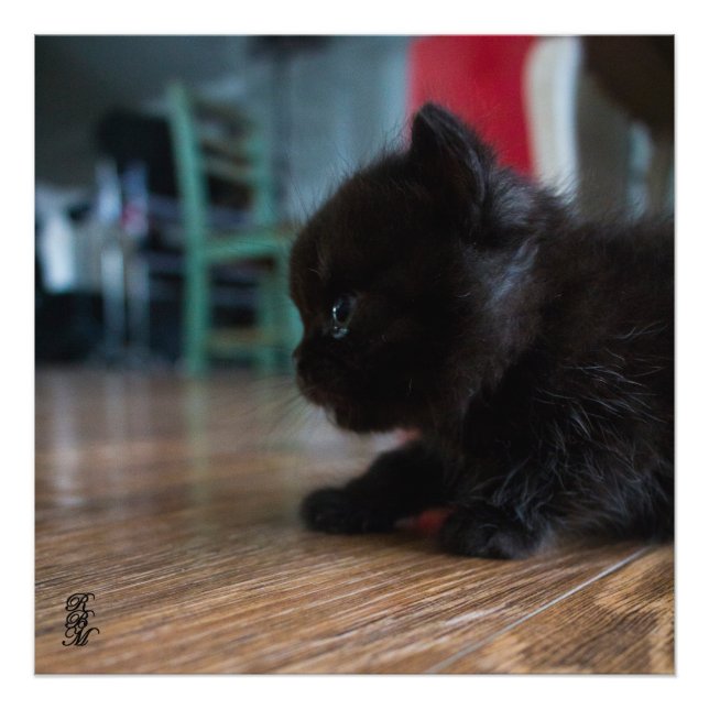 Black Kitten Up Close Photo Print (Front)
