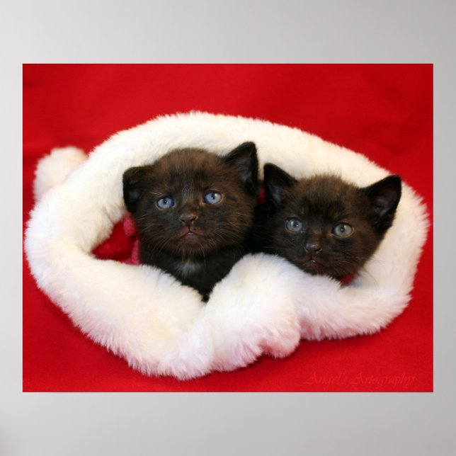 Black kittens in Santa's hat Poster (Front)