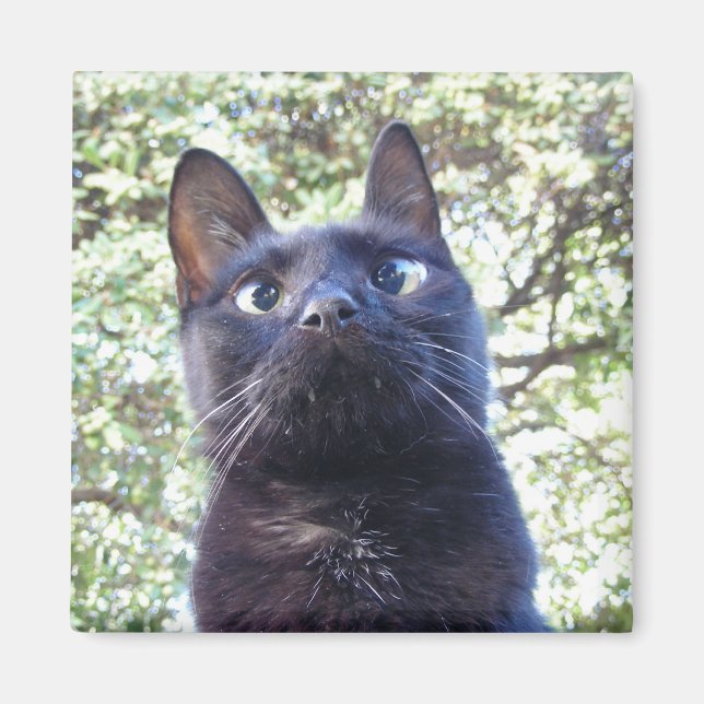 Black Kitty Cat Magnet (Front)