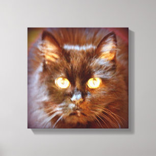 black kittycat canvas print