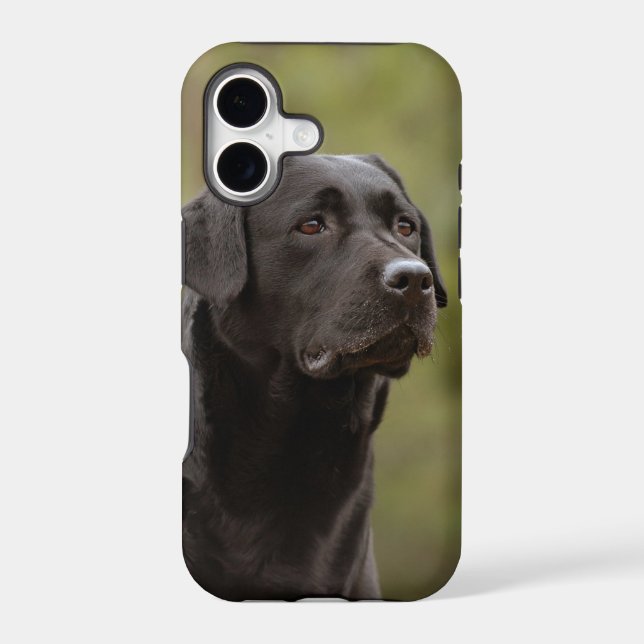 Black lab (Back)