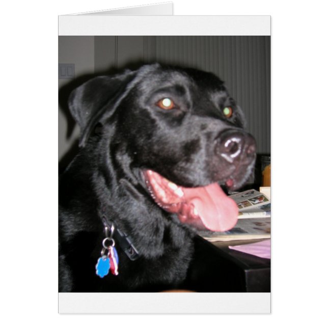 black lab (Front)