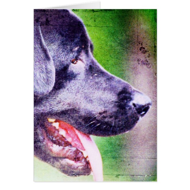 Black Lab (Front)