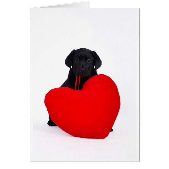 Black lab and heart (Front)