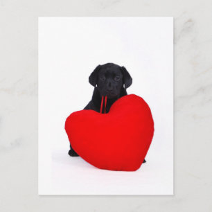 Black lab and heart postcard