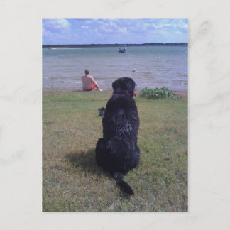 Black Lab at Lake Postcard