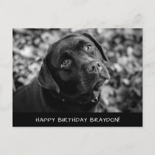 Black Lab Birthday Postcard