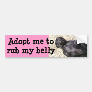 Black Lab Bumper Sticker