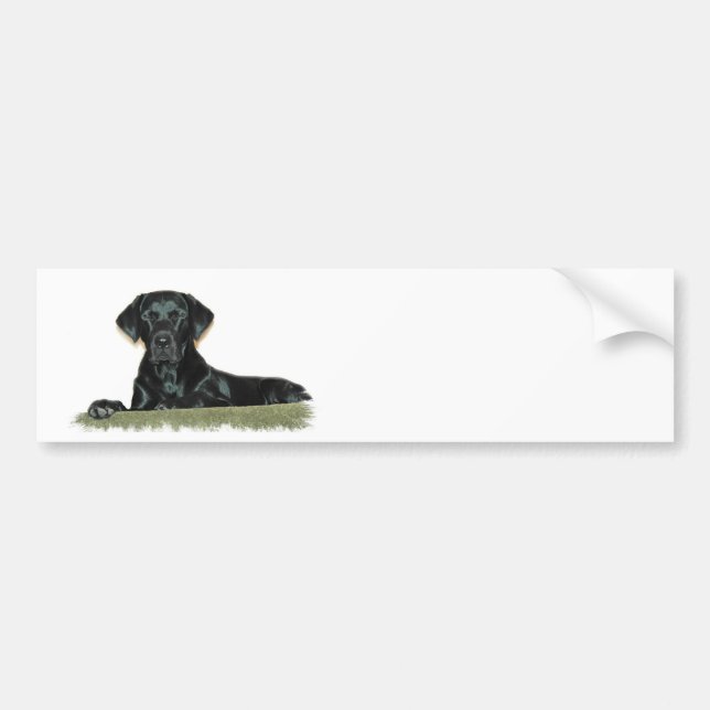 Black Lab Bumper Sticker (Front)