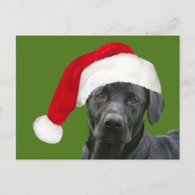Black lab Christmas Holiday Postcard (Front)