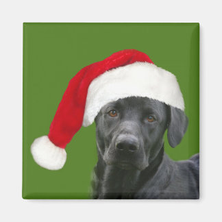 Black lab Christmas Magnet