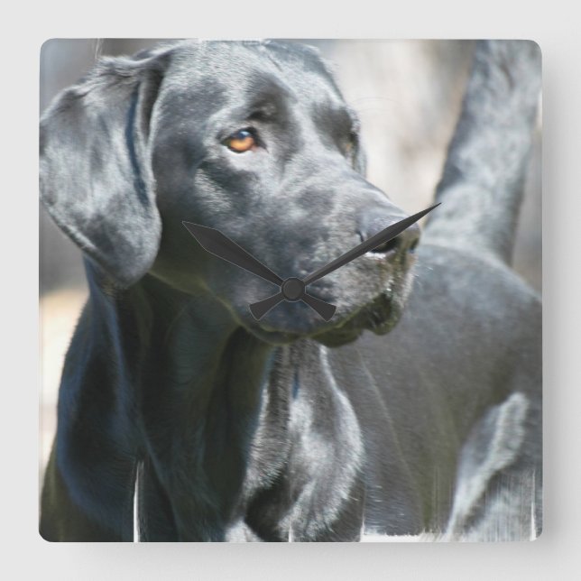Black Lab Clock (Front)