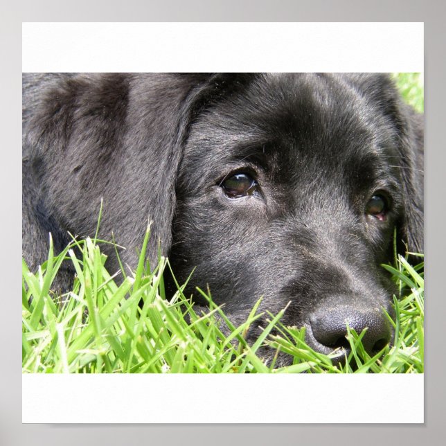 Black Lab Daydreamer Framed Print (Front)