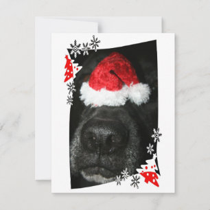 Black lab dog nose with santa hat photograph holiday card