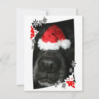 Black lab dog nose with santa hat photograph holiday card