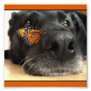 BLack Lab Dog With Butterfly Photo Print