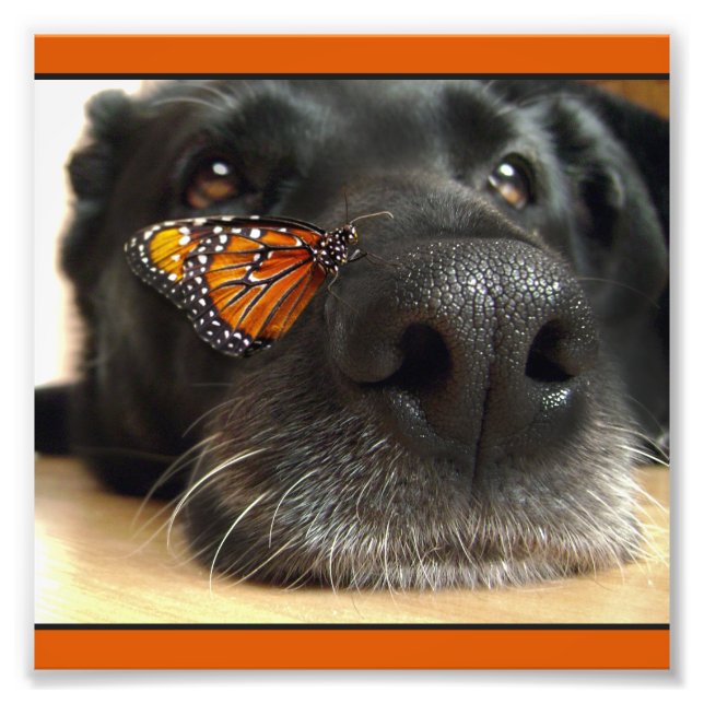BLack Lab Dog With Butterfly Photo Print (Front)