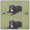 black lab laying.png