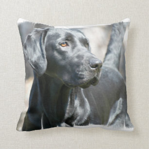 Black Lab  Pillow