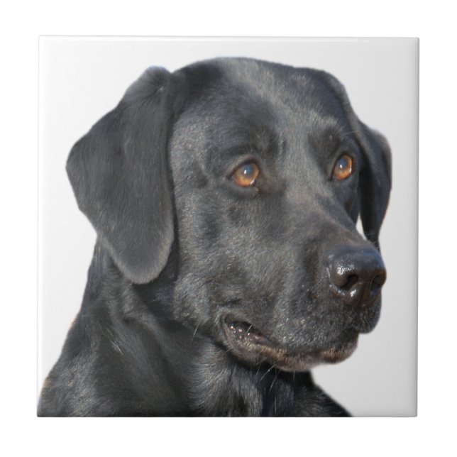 Black Lab Portrait Tiles (Front)