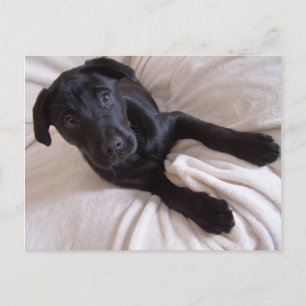 Black Lab Postcard