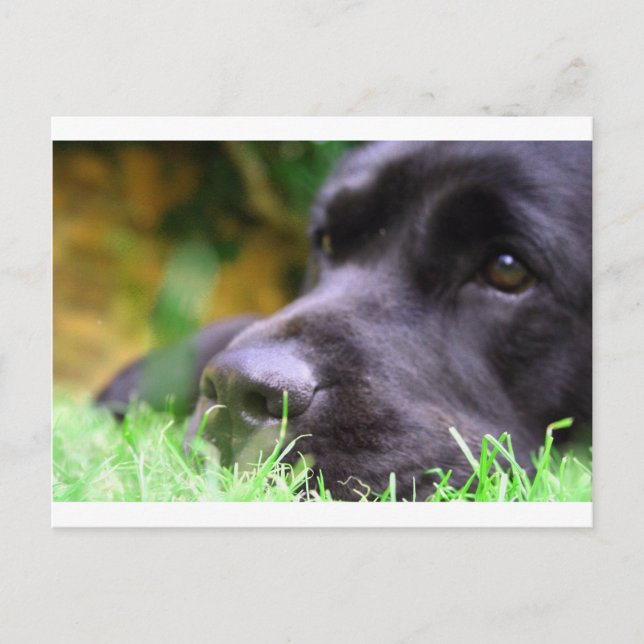 black lab postcard (Front)
