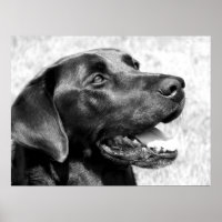 Black Lab