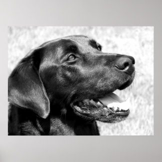 Black Lab Poster