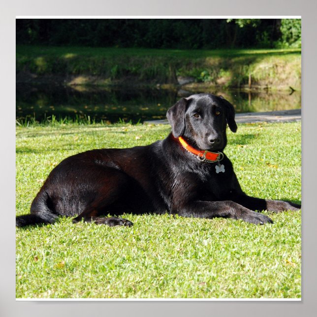 Black Lab print (Front)