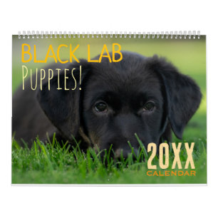 Black Lab Puppies Calendar Puppy Dog Labrador