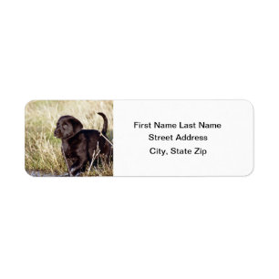 Black Lab Puppy