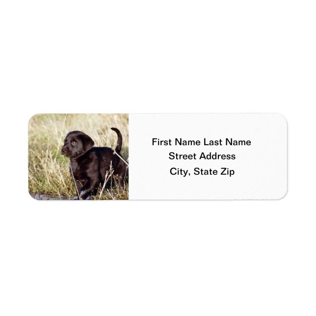 Black Lab Puppy (Front)