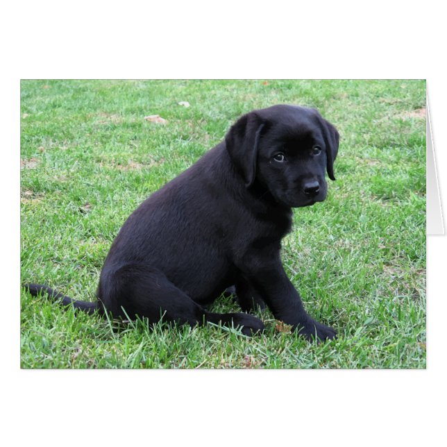 Black Lab Puppy (Front Horizontal)