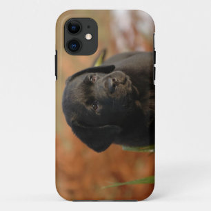 Black lab puppy iPhone 11 case