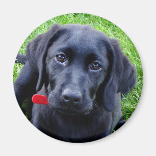 Black Lab puppy magnet